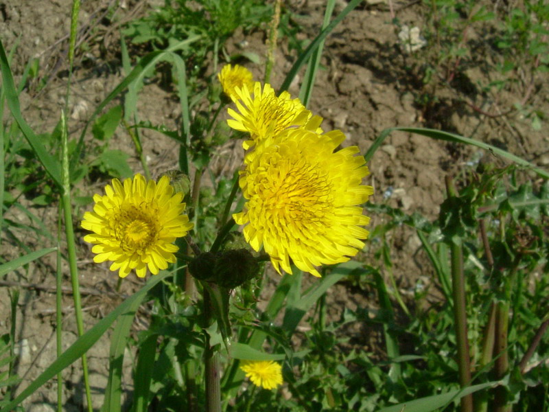 Fiore lattiginoso - Sonchus oleraceus